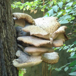 Polyporus