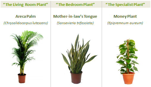 Greenspaces_three_plants1